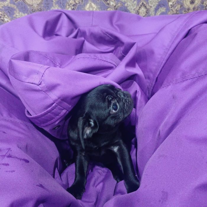 Красуня мопсика шукає люблячу родину