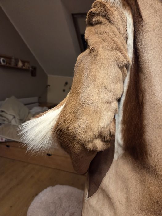 Kurtka futrzana krówka