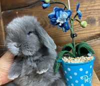 Mini lop teddy karzełek zarejestrowana hodowla