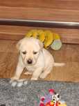Labrador biszkoptowy