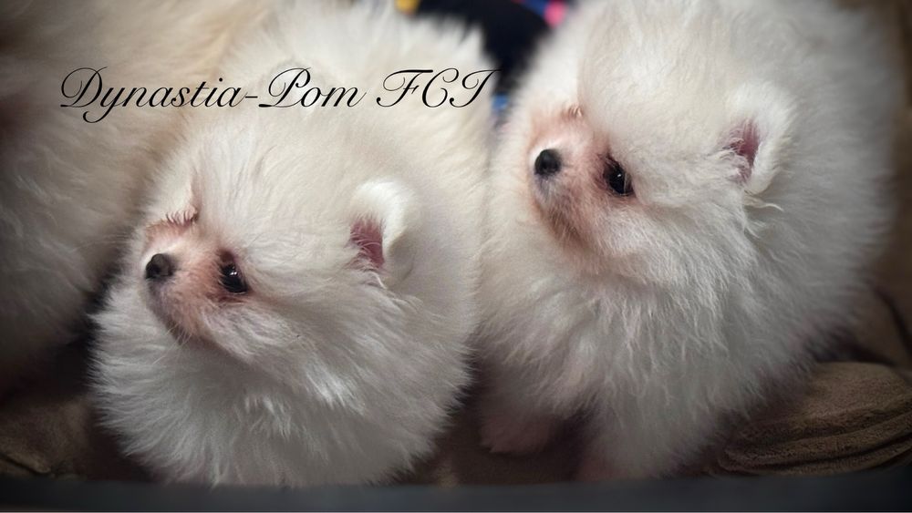 Szpic miniaturowy pomeranian FCI