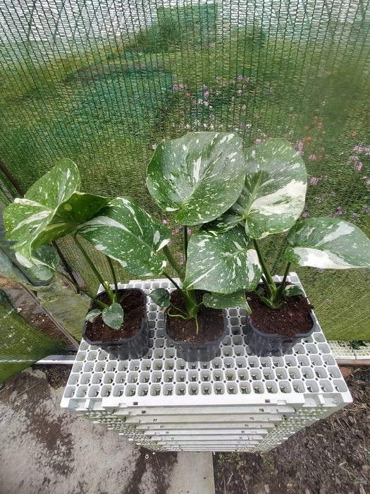 Monstera deliciosa Thai Constelation