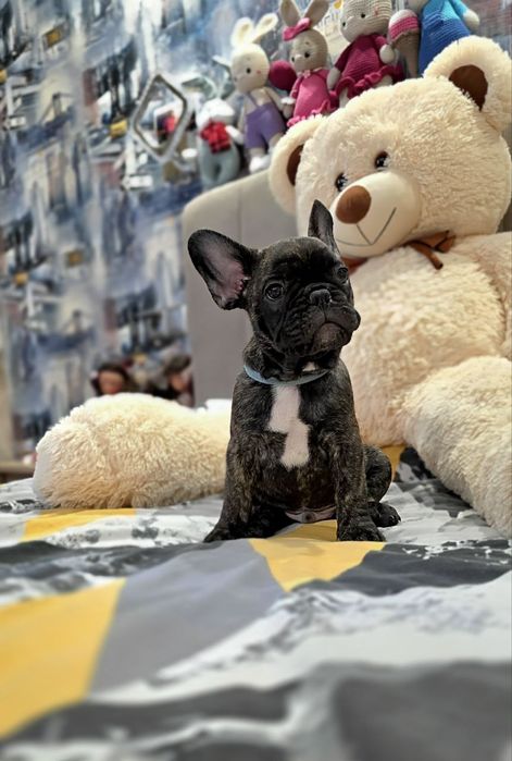 Цуценята французького бульдога