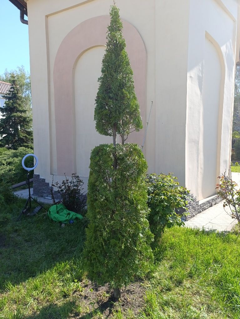 Топіарна стрижка рослин
