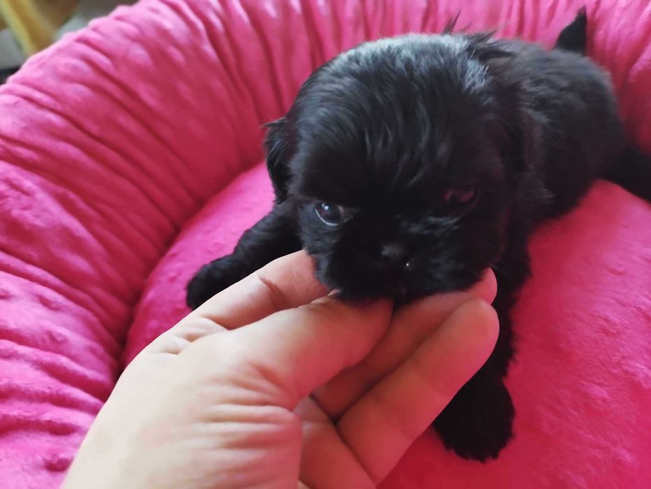 *** Shih Tzu Prześliczne Czarne Maluszki Wielkości Yorka ***