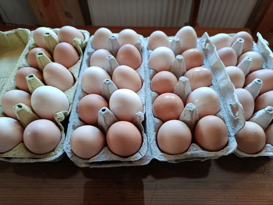 Jajka od kur z wolnego wybiegu