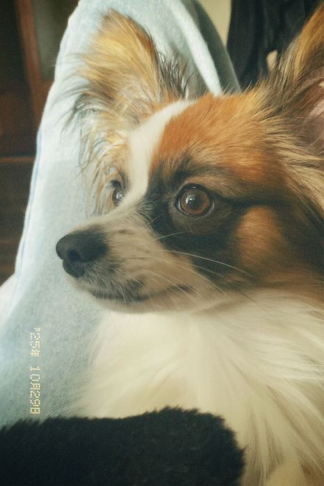 Перетримка маленьких собак