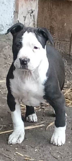 American staffordshire piesek