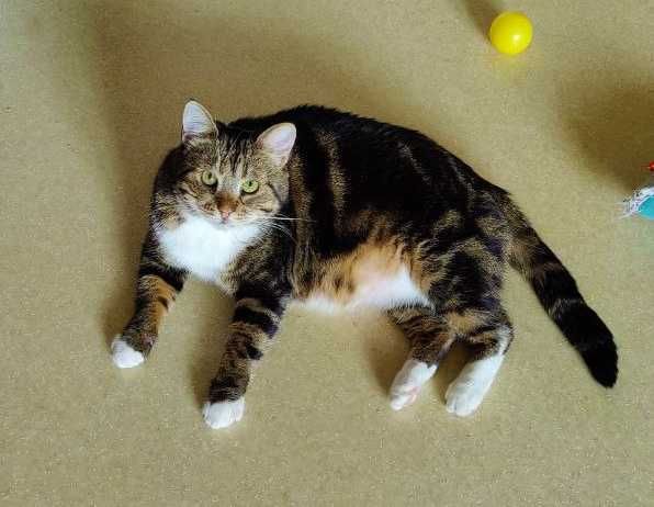Няшний котя Меркурій дуже чекає на свою людину, 2 роки