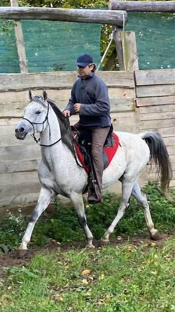 Galel Al Khalediah 8 letni wałach arabski