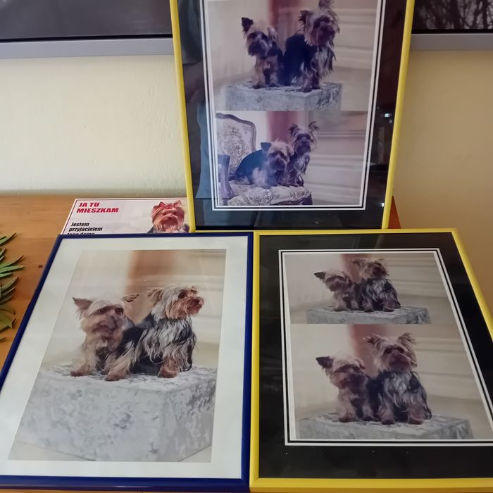 Ramki.Yorki zdjęcia. 3 ramki.