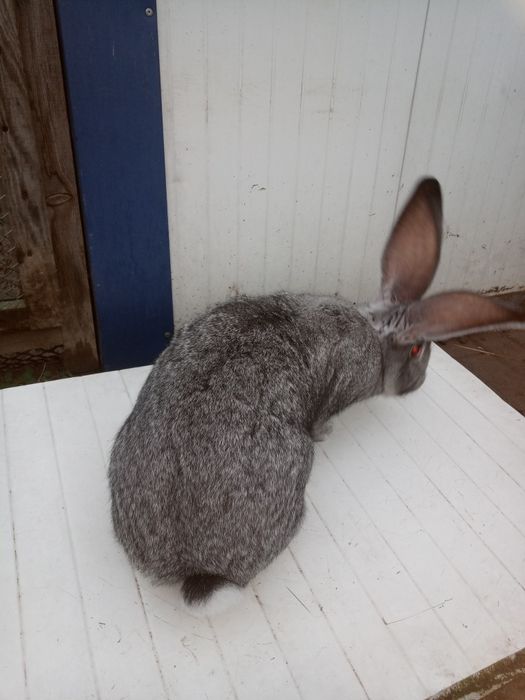 Olbrzym belgijski szynszylowy. Samica zakocona