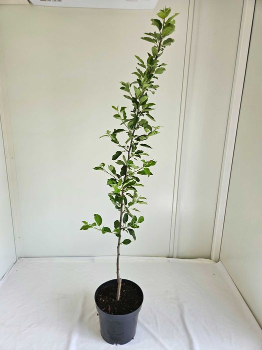 Jabłoń Malinówka szczepiona na pniu 150 cm