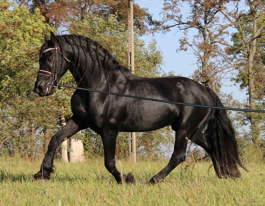 Ogier fryzyjski po ojcu 172 cm