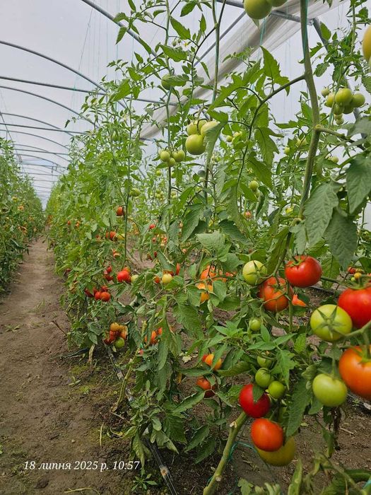 Продаж тепличного комплексу 32 теплиці (16 000 м2), Київська область