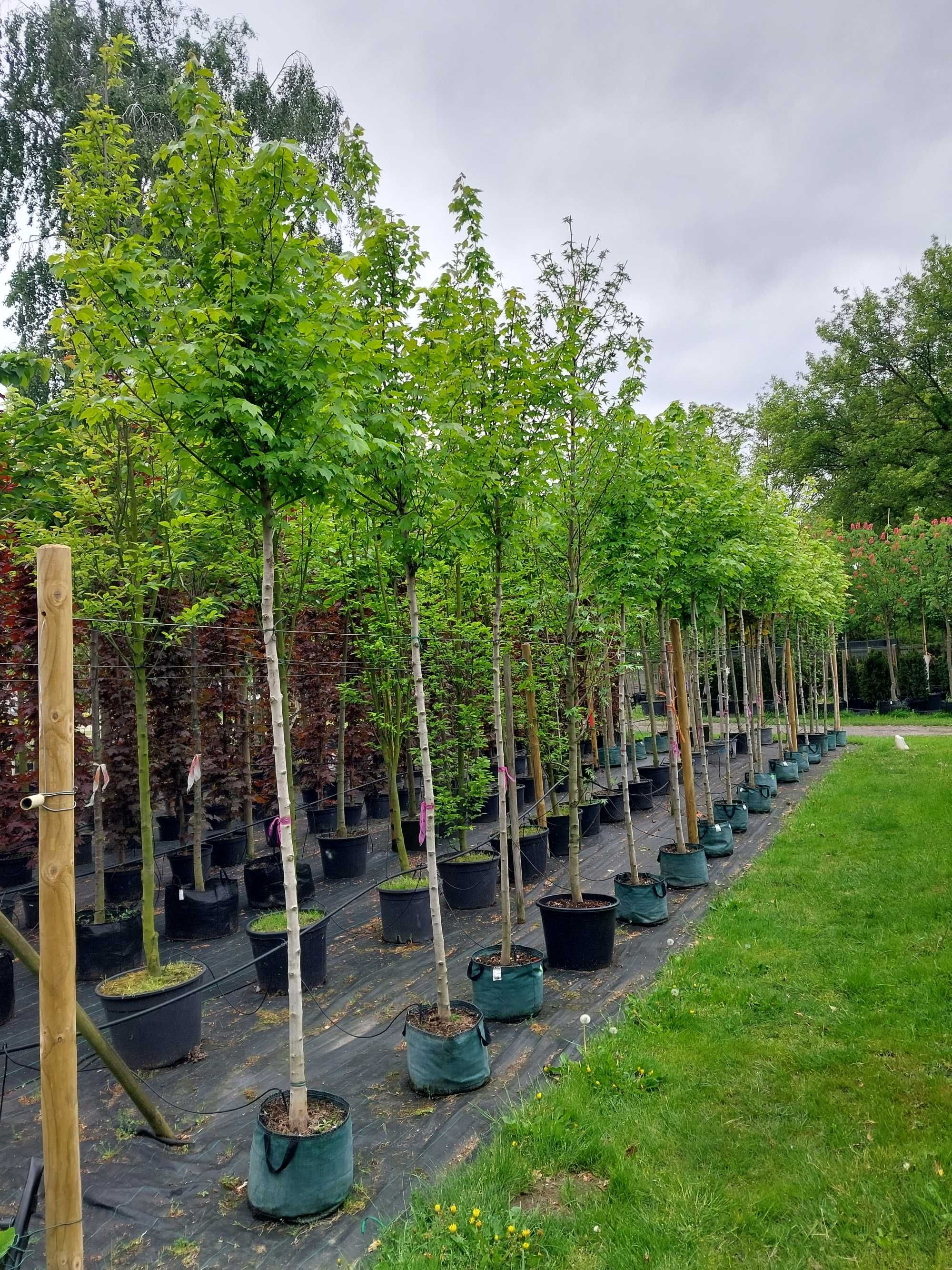 Klon czerwony Acer rubrum, Sun Valley, Scanlon, Fairview Flame,