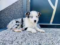 Border collie  blue merle