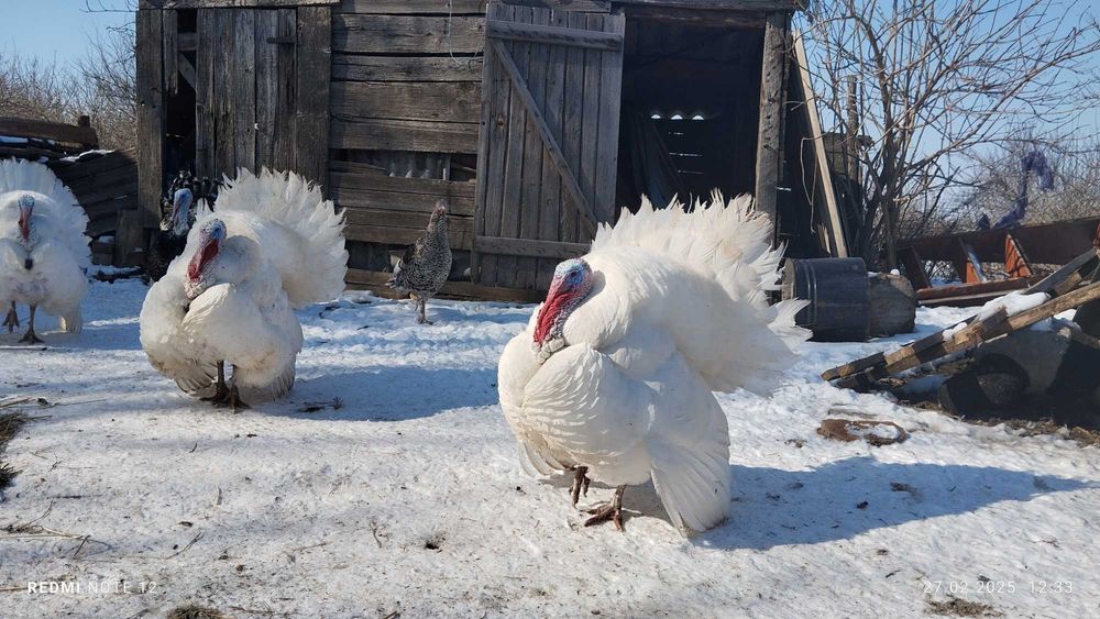 Індики і індички