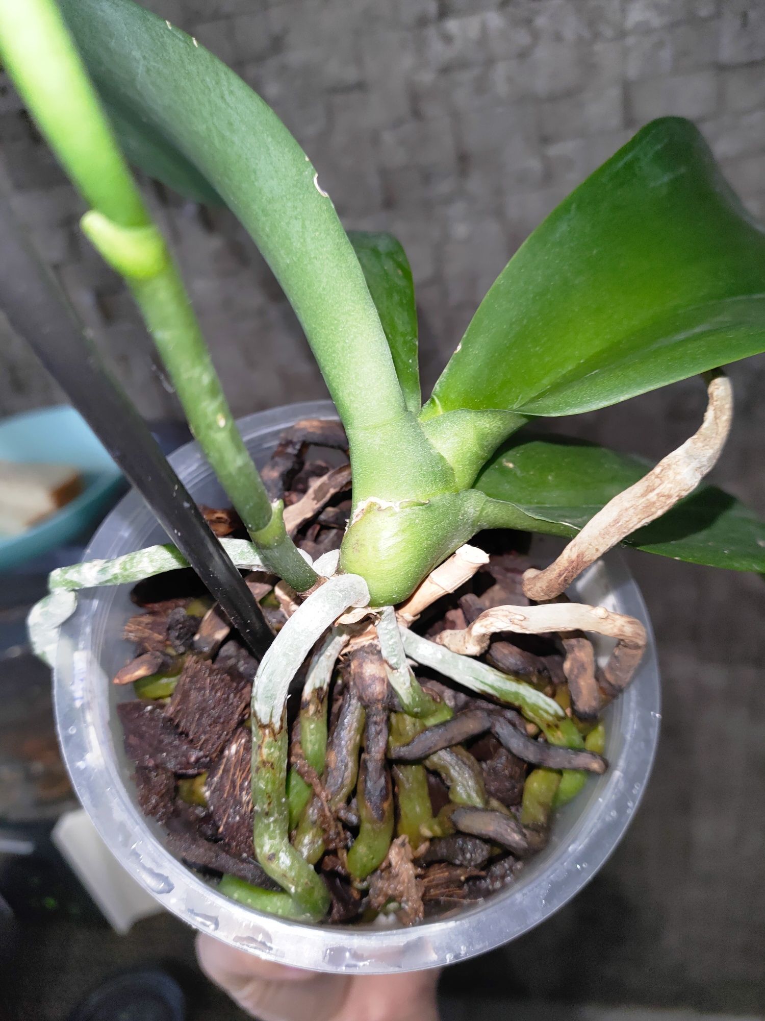 Орхідея сорт Пініф