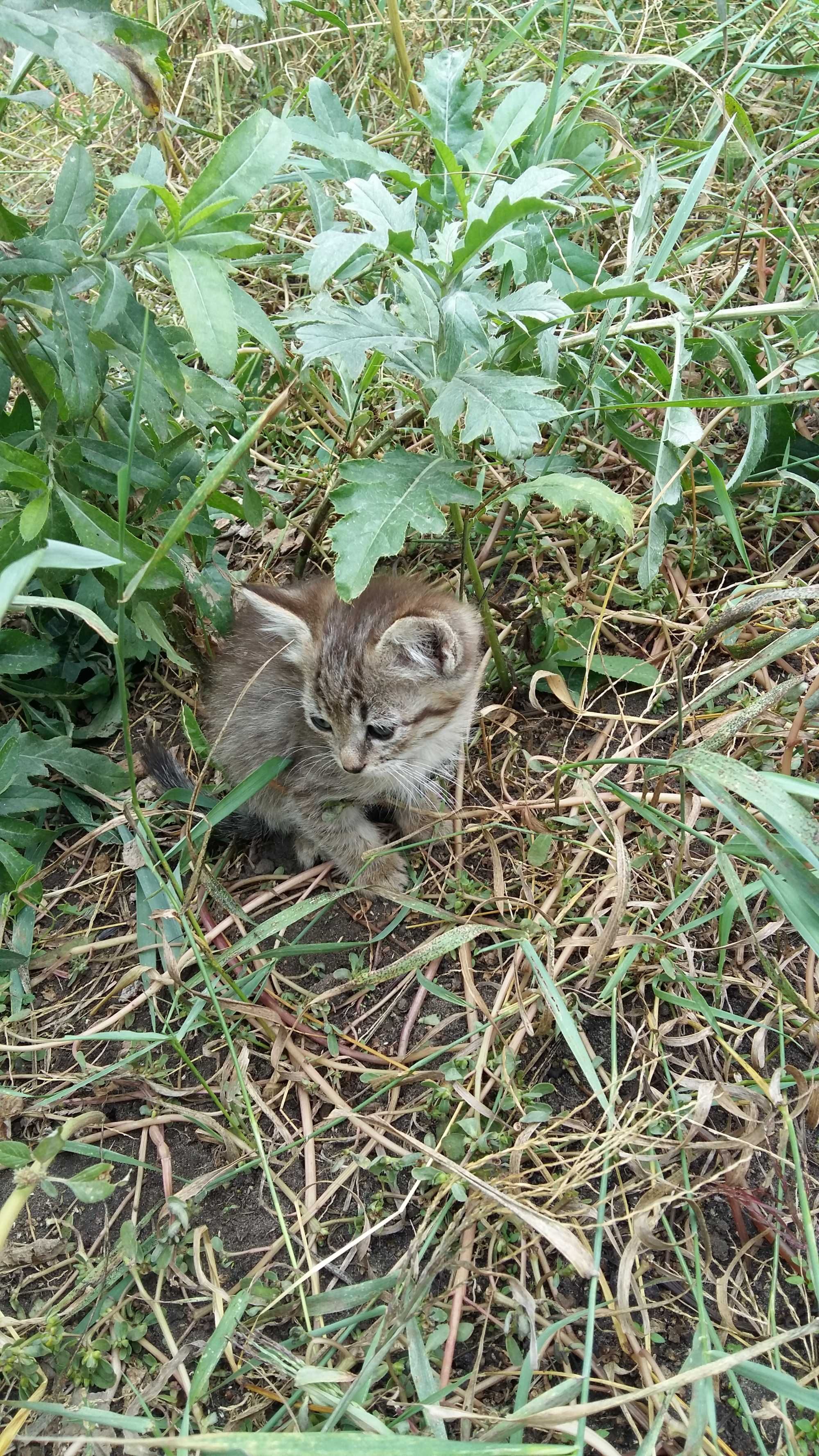 Отдам котят мальчик и девочка