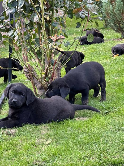 Продам лабрадорів