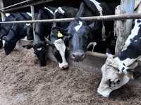 18.04 (czwartek) Nowa dostawa krów mlecznych z Danii