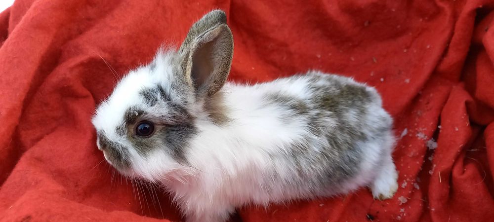 Królik miniaturka, króliczek