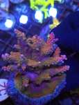 Acropora Sp matecznik WYSIWYG #52 akwarystyka morska koralowce