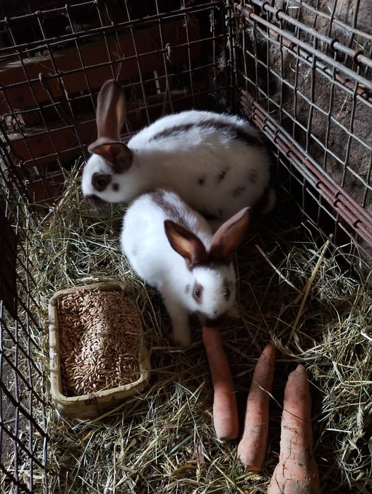 Olbrzym srokacz Hawana.