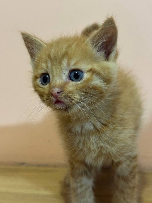 Котенята в добрі руки