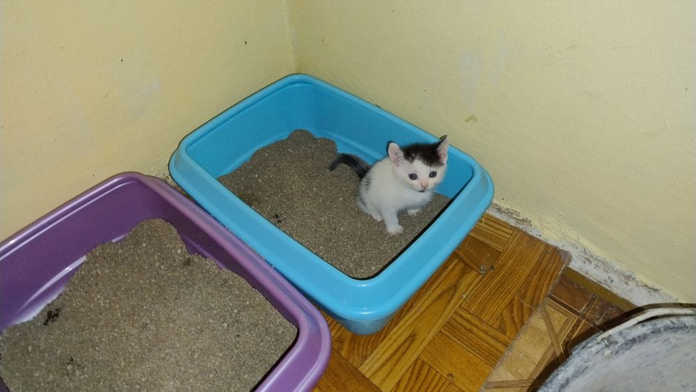 Oddam w dobre ręce kocięta