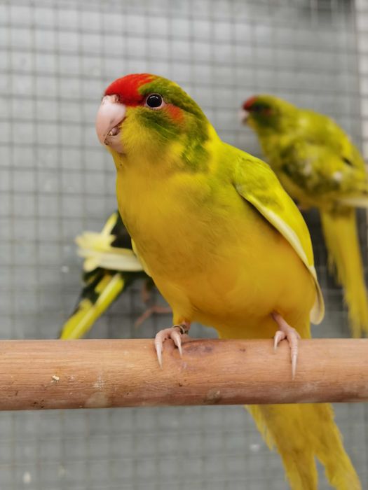 Kakarikis Verdes, Spangle