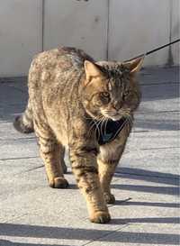 Камышовый кот  13 кг добрейшая рысь дома.