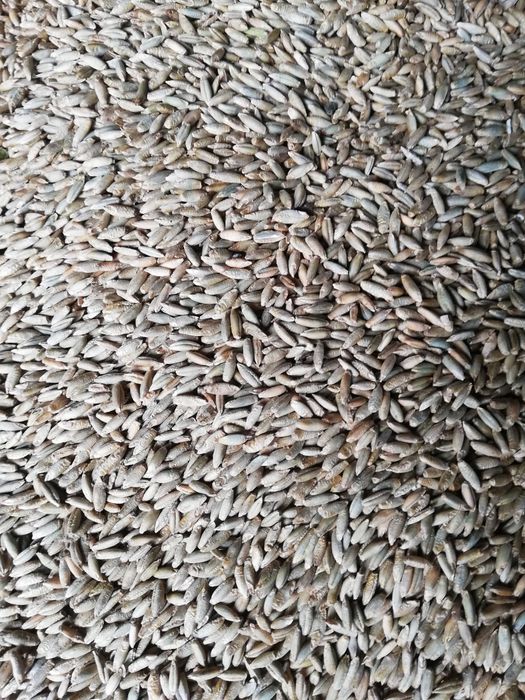 Żyto ozime sprzedam