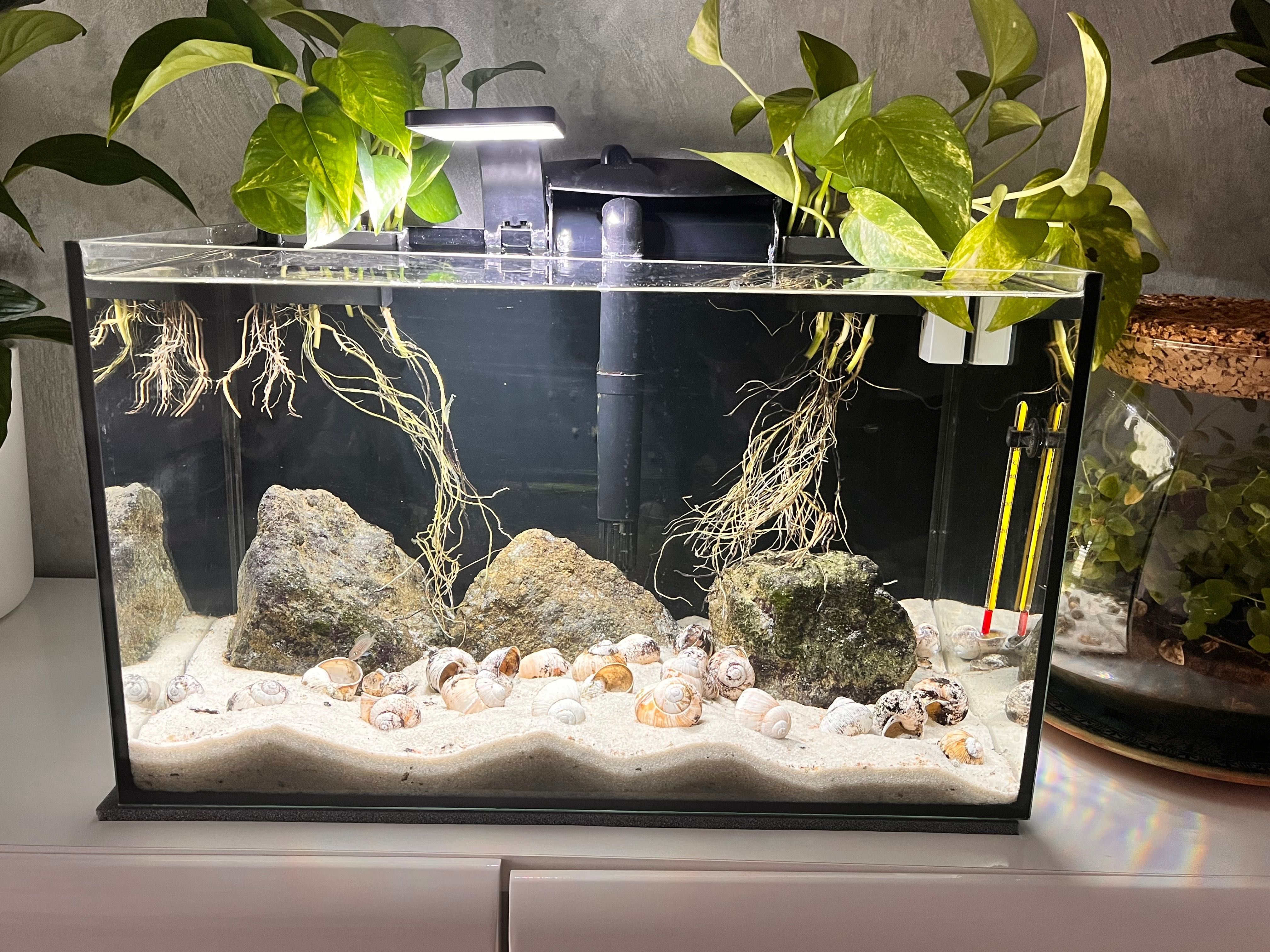 Akwarium komplet AQUAEL 45 l Biotop Tanganika muszlowce WSTRZYMANE