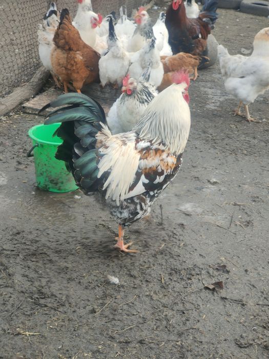 Продаю інкубаційне яйце мішаних порід курей