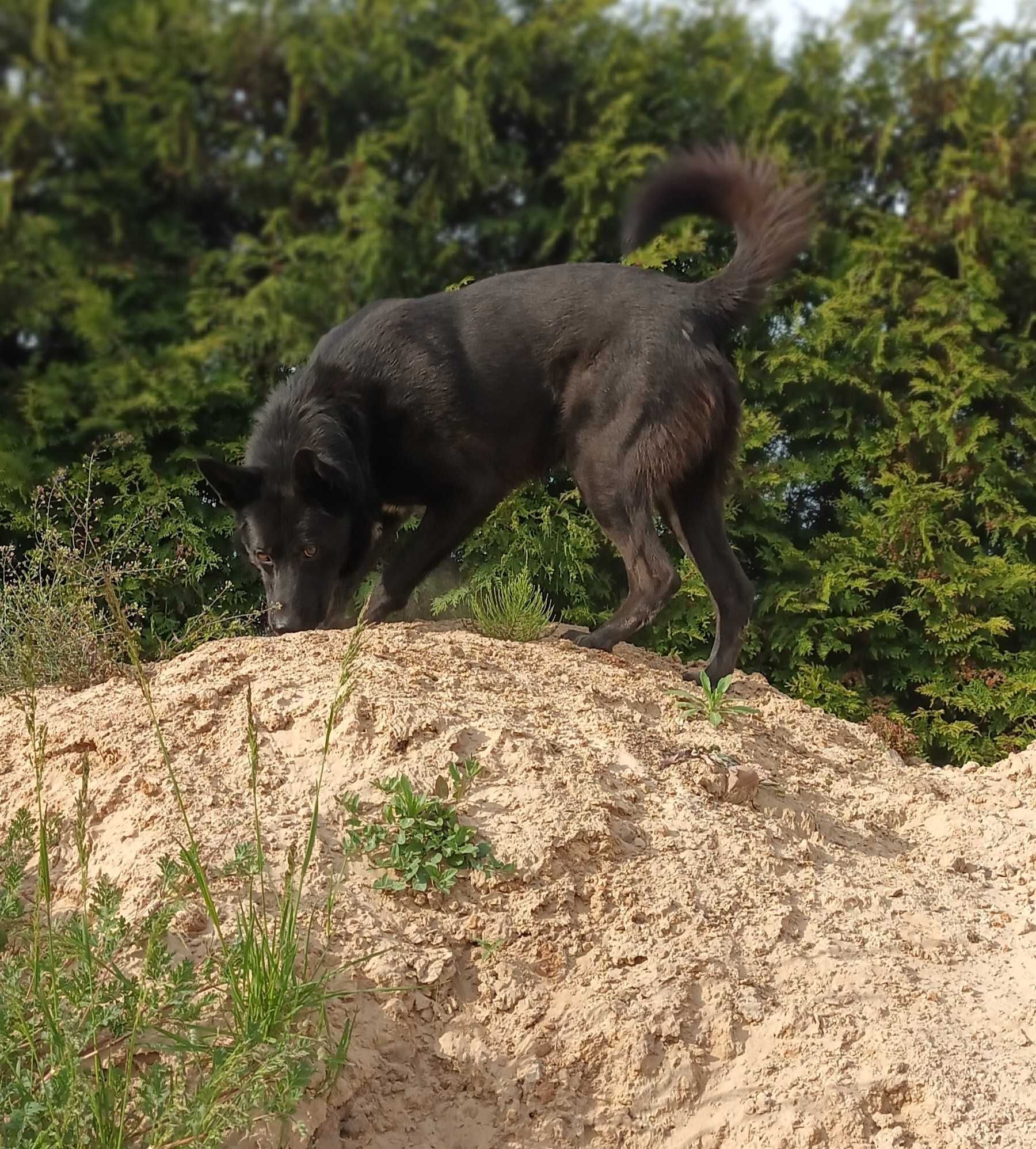 Chopaczek, duży pies w typie owczarka niemieckiego