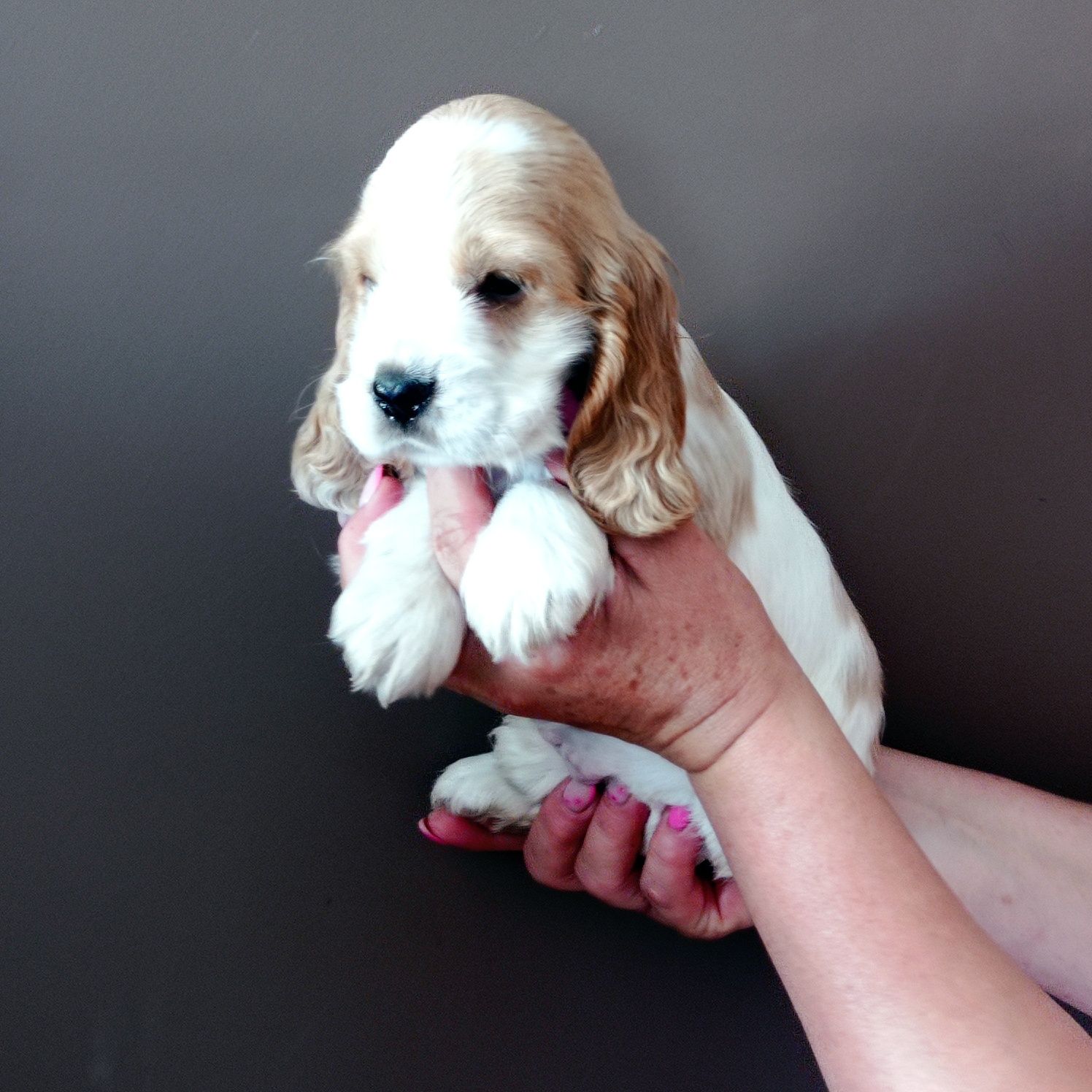 Cocker spaniel angielski