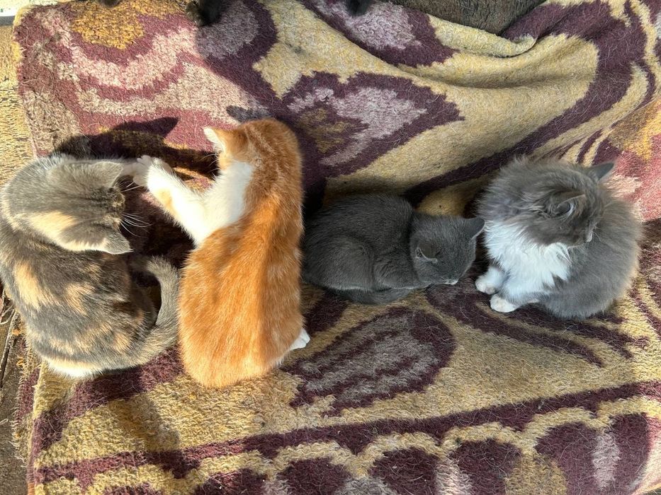 Кошенята у люблячі руки