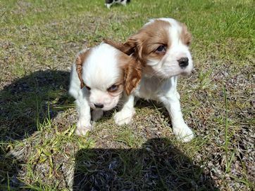 Cavalier king charles spaniel suczka