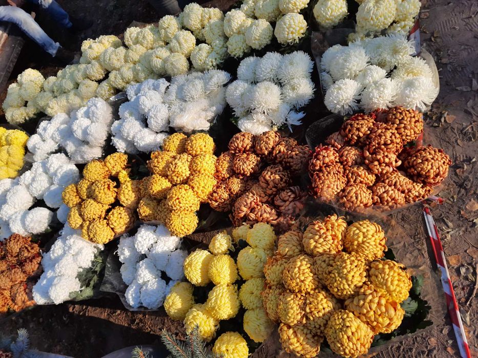 Chryzantemy doniczkowe