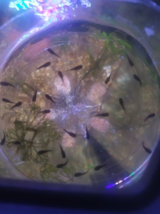 Peixes moly criação