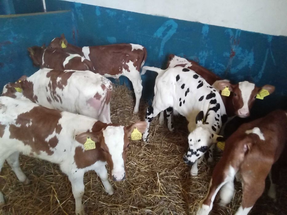 Cielęta, cielaki, byczki oraz jałówki mięsne, MM,MS,HF transport