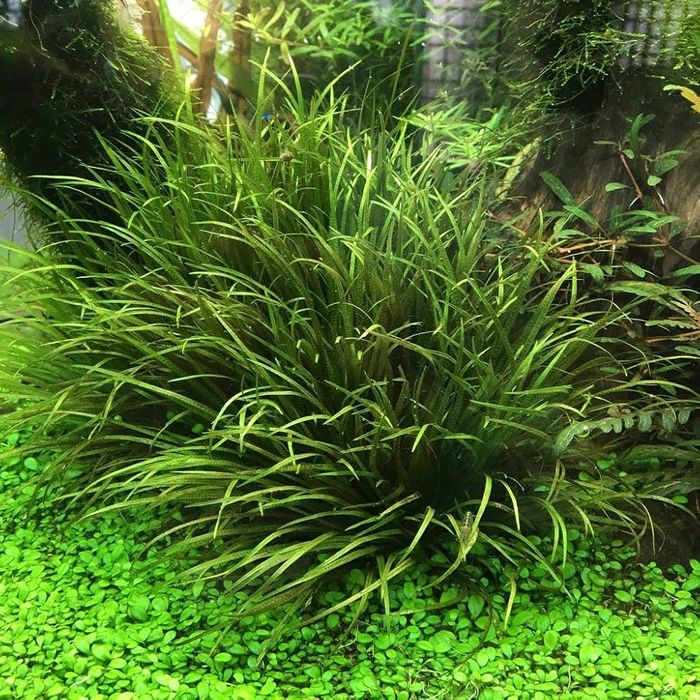 Roślina akwariowa Blyxa japonica