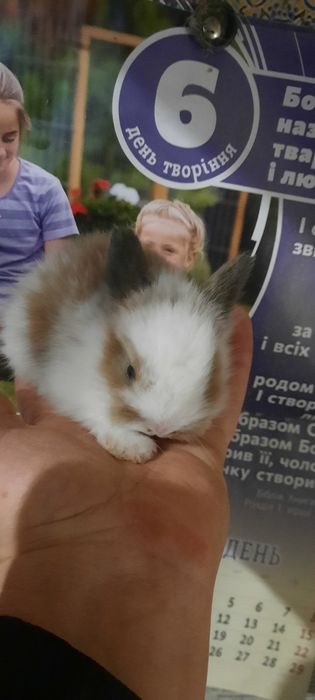 Хлопчики, маленькі пухнастикі, карликові кролики