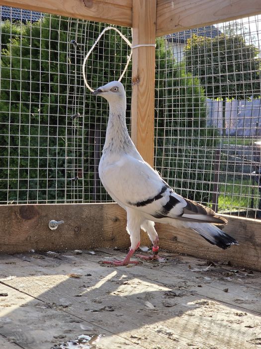 Srebrniak szarloty samiec 2024