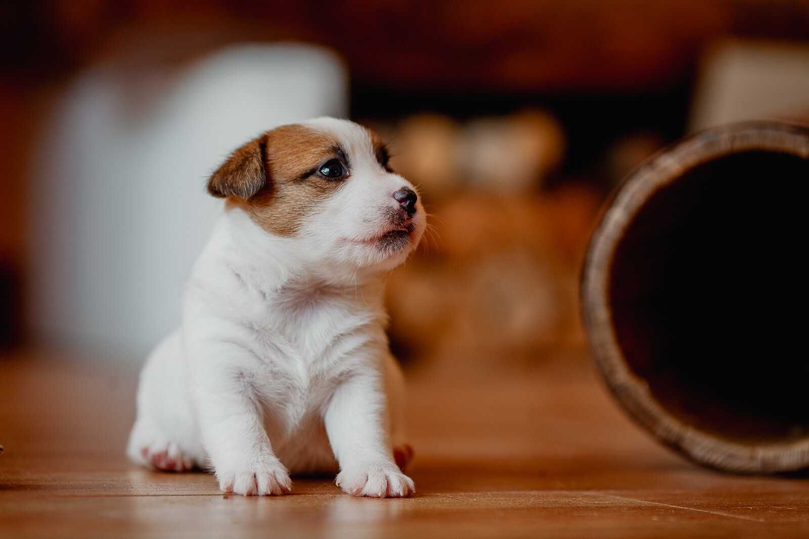 Jack Russell Terrier - suczka  ZKwP