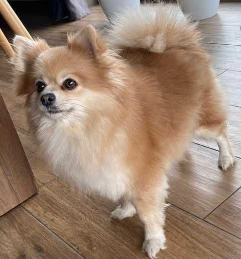 szpic miniaturowy pomeranian