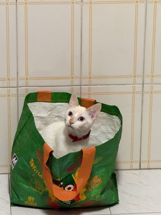 Gatinho macho para doação responsável