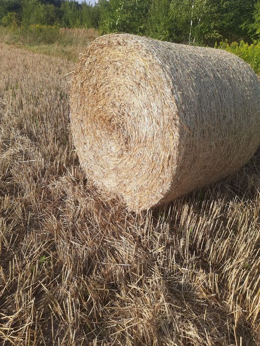 Słoma Żytnia Tegoroczna